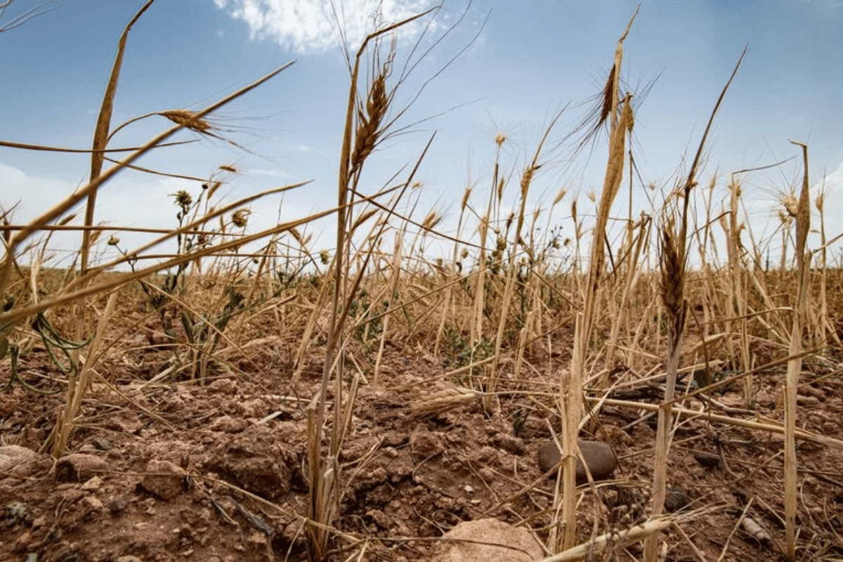 A failed wheat crop due to heatwave.png